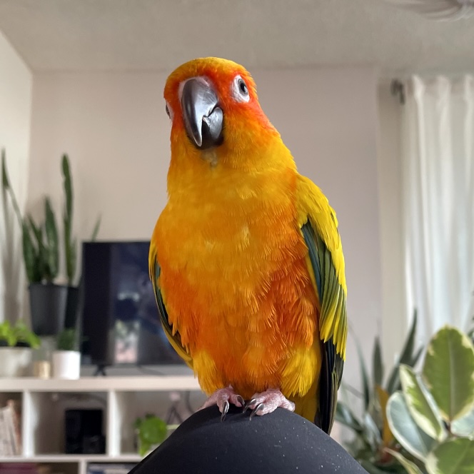 Cheeto the parrot